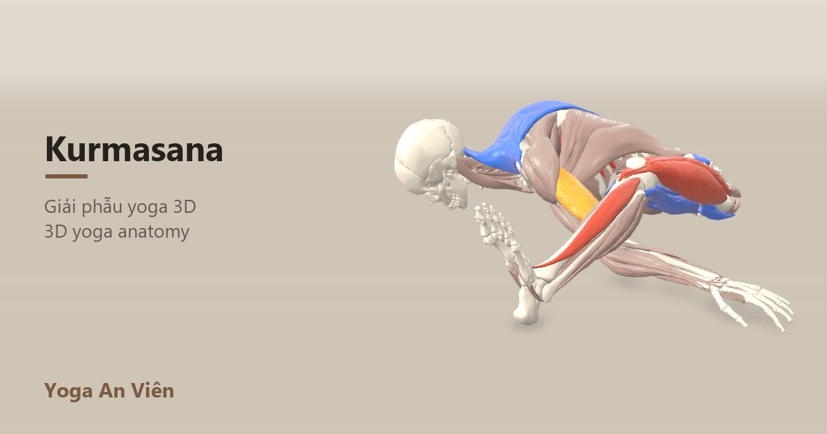 Mô hình giải phẫu 3D tư thế con rùa: cơ co màu đỏ, cơ giãn màu xanh, cơ giữ ổn định màu vàng