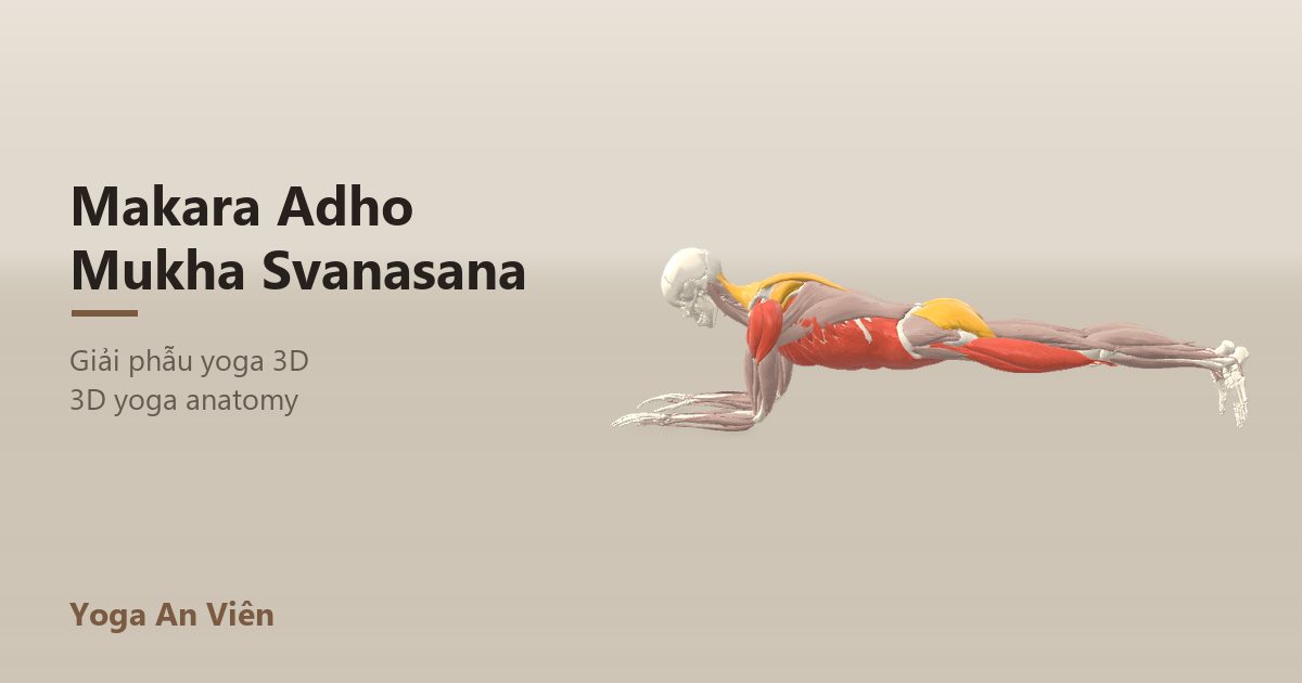 3D anatomy model of Forearm Plank (Dolphin Plank): working muscles in red, stretching in blue, stabilizing in yellow