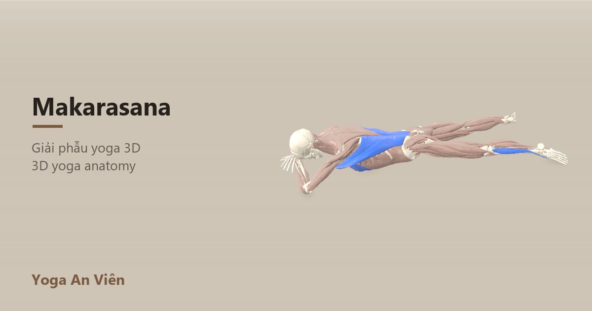 3D anatomy model of Crocodile Pose: working muscles in red, stretching in blue, stabilizing in yellow
