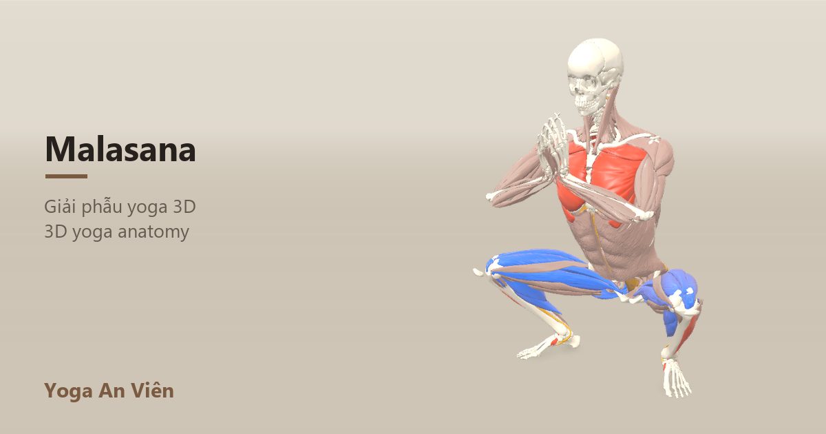 3D anatomy model of Garland Pose (Yogi Squat): working muscles in red, stretching in blue, stabilizing in yellow