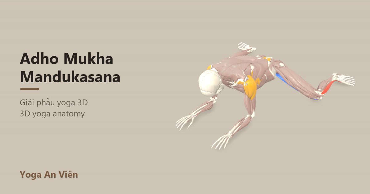 3D anatomy model of Frog Pose: working muscles in red, stretching in blue, stabilizing in yellow