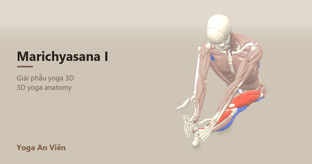 Mô hình giải phẫu 3D tư thế gập người Marichi I: cơ co màu đỏ, cơ giãn màu xanh, cơ giữ ổn định màu vàng