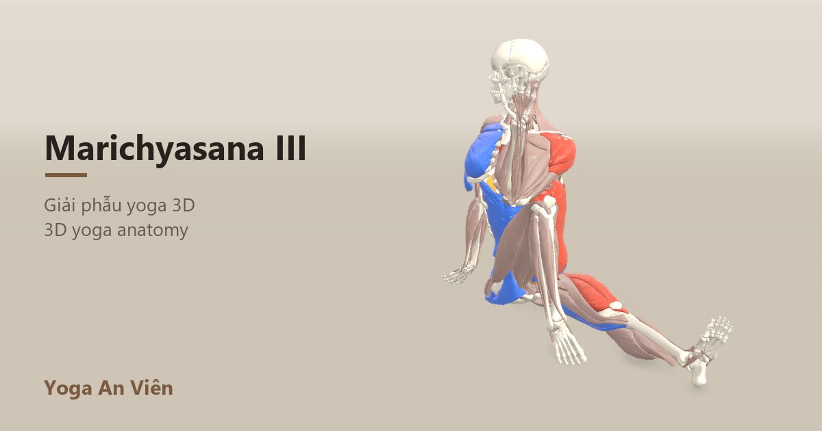 Mô hình giải phẫu 3D tư thế vặn mình Marichi III: cơ co màu đỏ, cơ giãn màu xanh, cơ giữ ổn định màu vàng