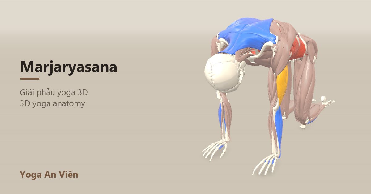 Mô hình giải phẫu 3D tư thế con mèo: cơ co màu đỏ, cơ giãn màu xanh, cơ giữ ổn định màu vàng