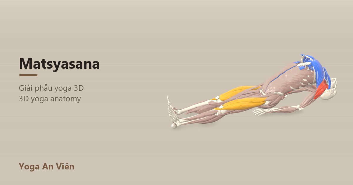 3D anatomy model of Fish Pose: working muscles in red, stretching in blue, stabilizing in yellow