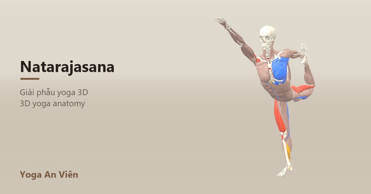 3D anatomy model of Dancer Pose: working muscles in red, stretching in blue, stabilizing in yellow