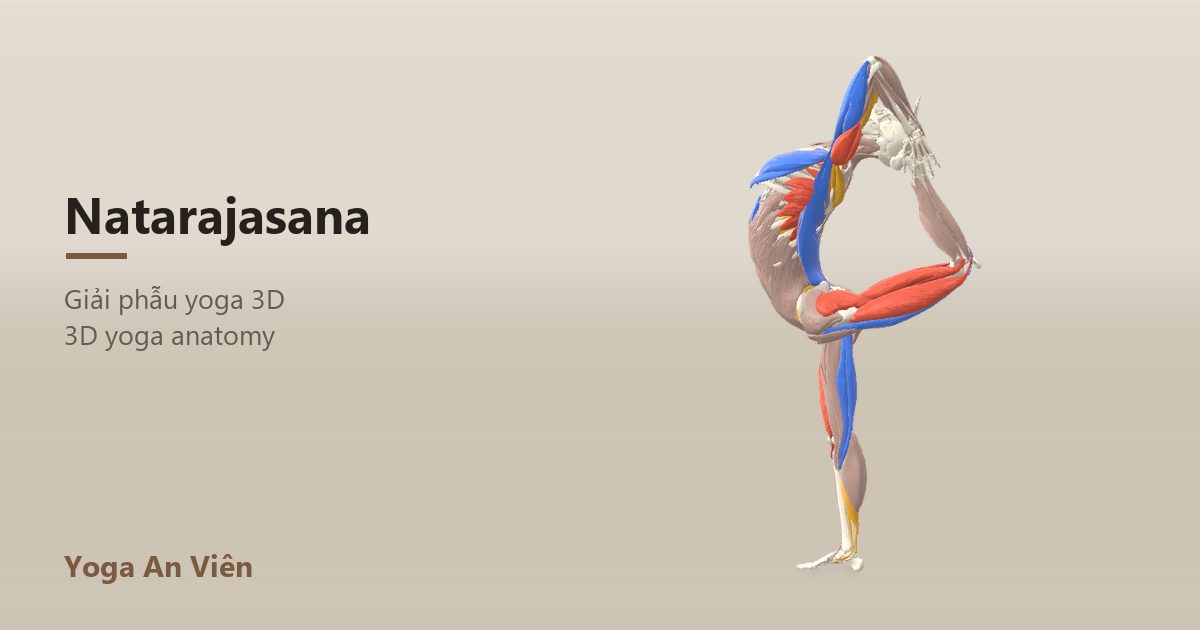 Mô hình giải phẫu 3D tư thế vũ công nắm chân qua đầu: cơ co màu đỏ, cơ giãn màu xanh, cơ giữ ổn định màu vàng