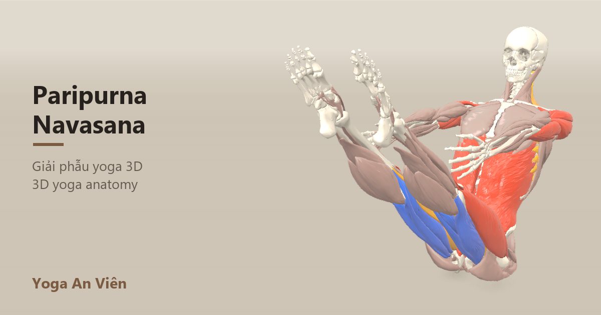 Mô hình giải phẫu 3D tư thế con thuyền: cơ co màu đỏ, cơ giãn màu xanh, cơ giữ ổn định màu vàng