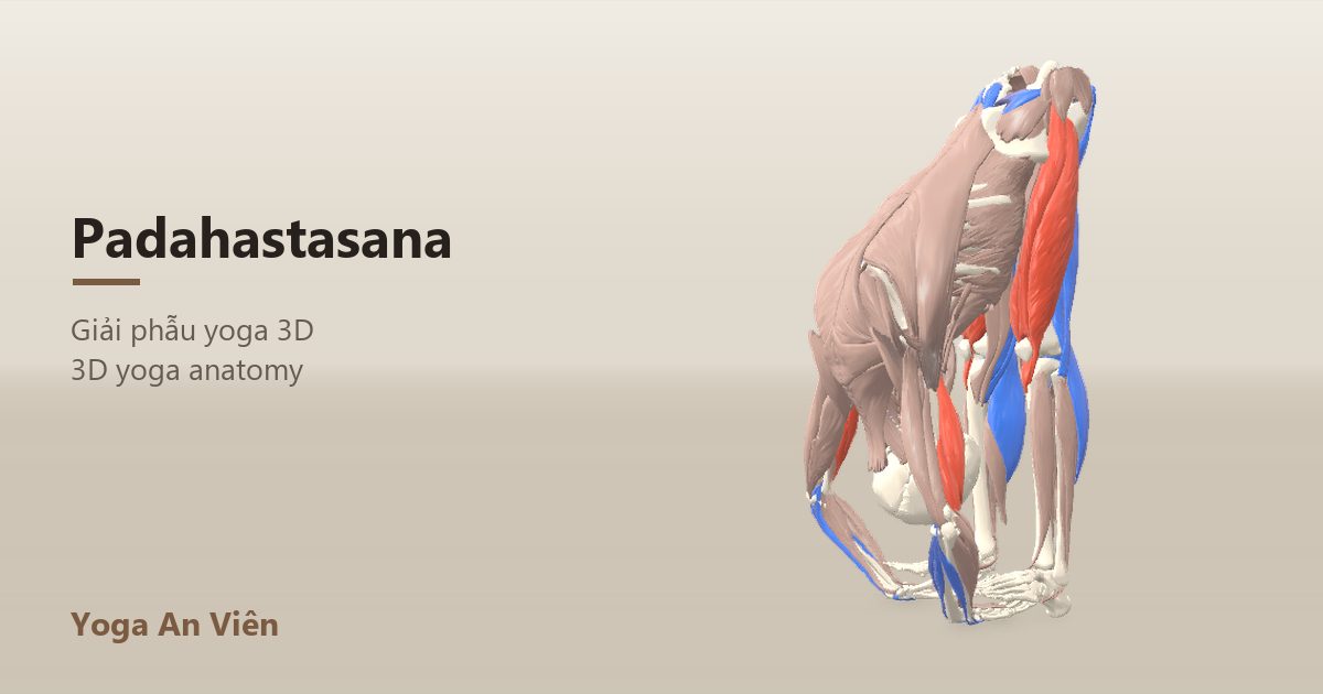 3D anatomy model of Hand-Under-Foot Pose: working muscles in red, stretching in blue, stabilizing in yellow