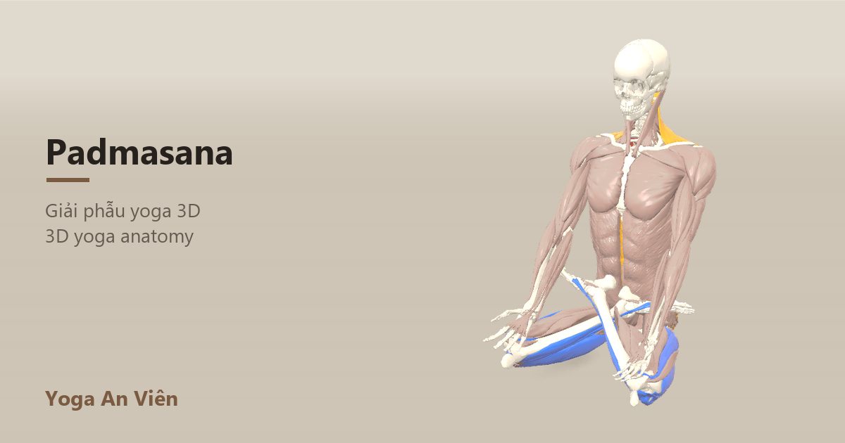 3D anatomy model of Lotus Pose: working muscles in red, stretching in blue, stabilizing in yellow
