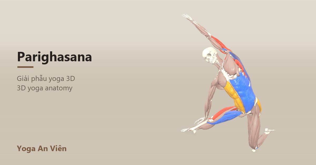3D anatomy model of Gate Pose: working muscles in red, stretching in blue, stabilizing in yellow