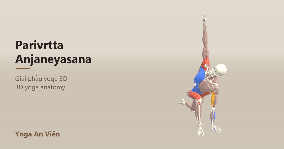 3D anatomy model of Revolved Low Lunge: working muscles in red, stretching in blue, stabilizing in yellow