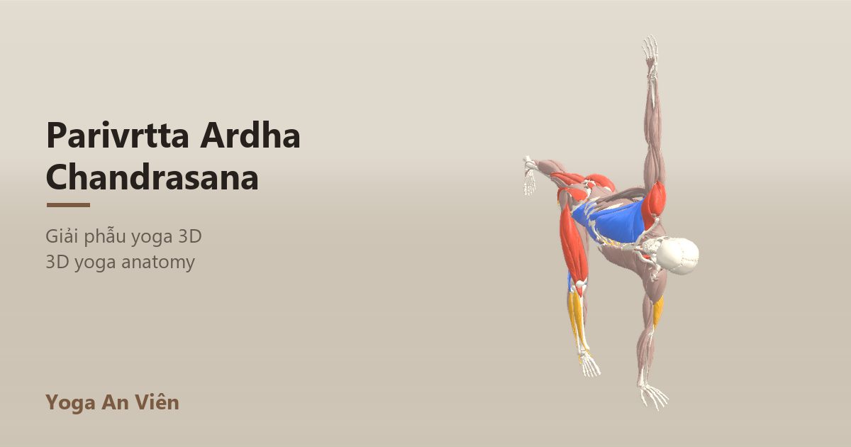 3D anatomy model of Revolved Half Moon Pose: working muscles in red, stretching in blue, stabilizing in yellow