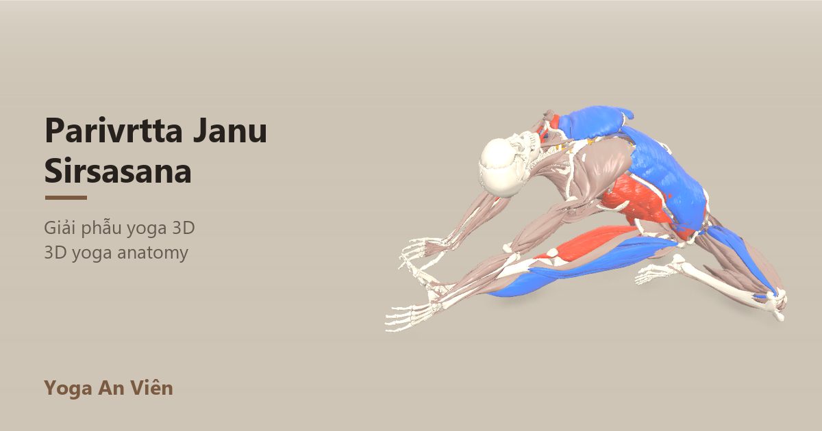 Mô hình giải phẫu 3D tư thế đầu chạm gối vặn mình: cơ co màu đỏ, cơ giãn màu xanh, cơ giữ ổn định màu vàng