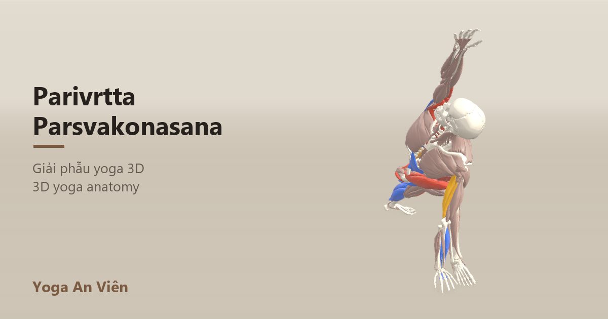 3D anatomy model of Revolved Side Angle Pose: working muscles in red, stretching in blue, stabilizing in yellow