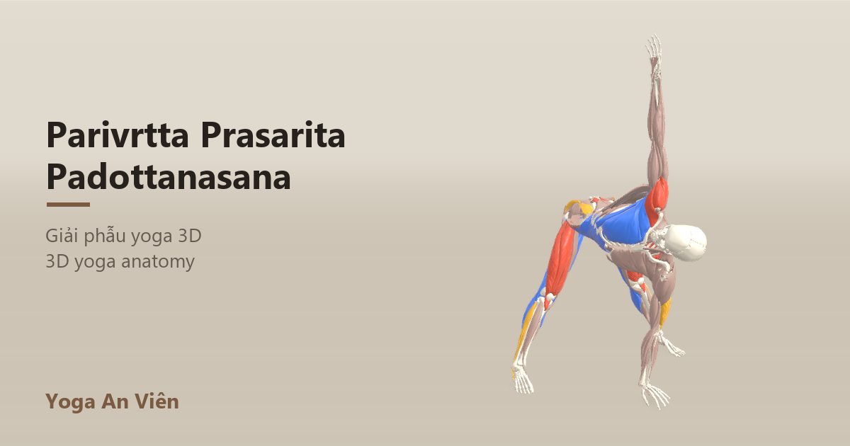 3D anatomy model of Revolved Wide-Legged Forward Bend: working muscles in red, stretching in blue, stabilizing in yellow