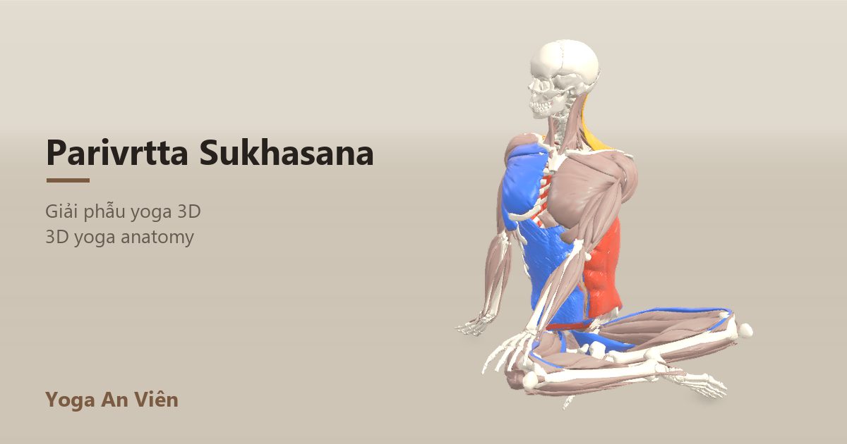 3D anatomy model of Seated Easy Twist: working muscles in red, stretching in blue, stabilizing in yellow