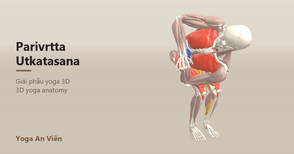 Mô hình giải phẫu 3D tư thế cái ghế vặn mình: cơ co màu đỏ, cơ giãn màu xanh, cơ giữ ổn định màu vàng