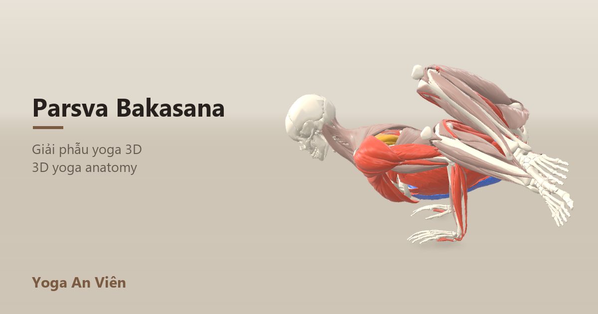 3D anatomy model of Side Crow Pose: working muscles in red, stretching in blue, stabilizing in yellow
