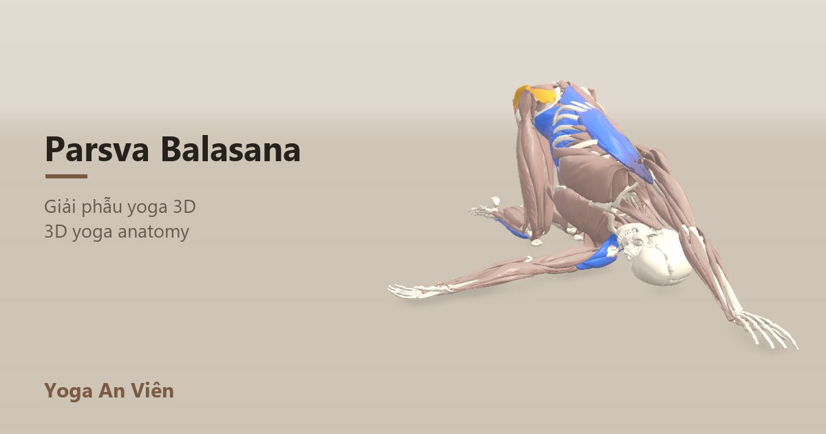 3D anatomy model of Thread the Needle Pose: working muscles in red, stretching in blue, stabilizing in yellow
