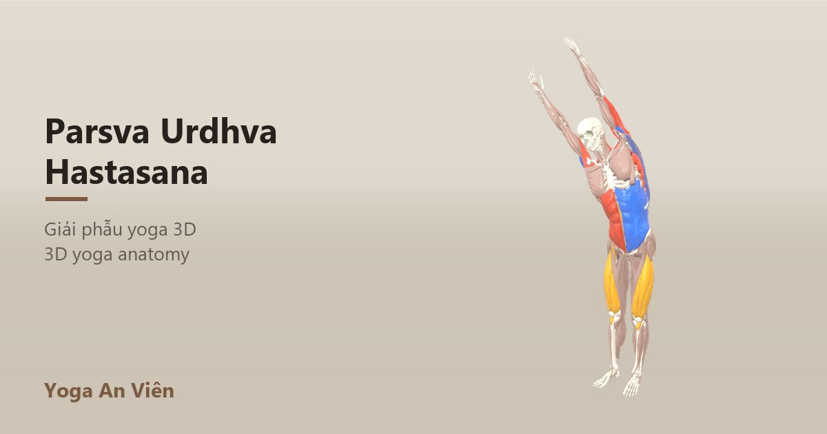 3D anatomy model of Standing Side Bend: working muscles in red, stretching in blue, stabilizing in yellow