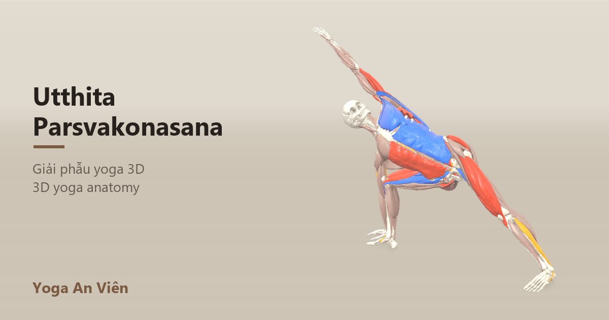 Mô hình giải phẫu 3D tư thế góc nghiêng mở rộng: cơ co màu đỏ, cơ giãn màu xanh, cơ giữ ổn định màu vàng