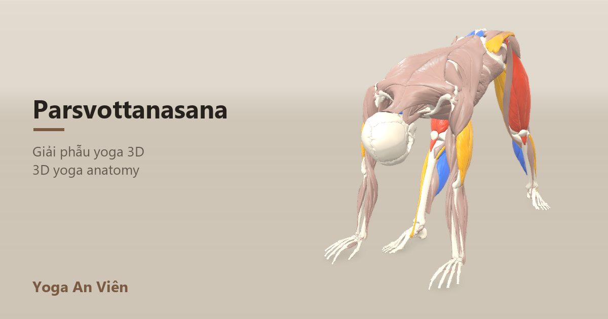 3D anatomy model of Intense Side Stretch (Pyramid Pose): working muscles in red, stretching in blue, stabilizing in yellow