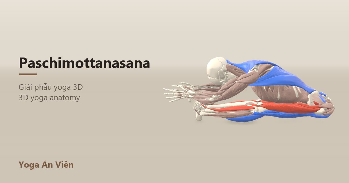 3D anatomy model of Seated Forward Bend: working muscles in red, stretching in blue, stabilizing in yellow