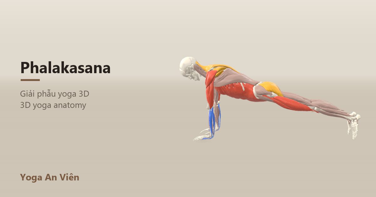 Mô hình giải phẫu 3D tư thế tấm ván: cơ co màu đỏ, cơ giãn màu xanh, cơ giữ ổn định màu vàng