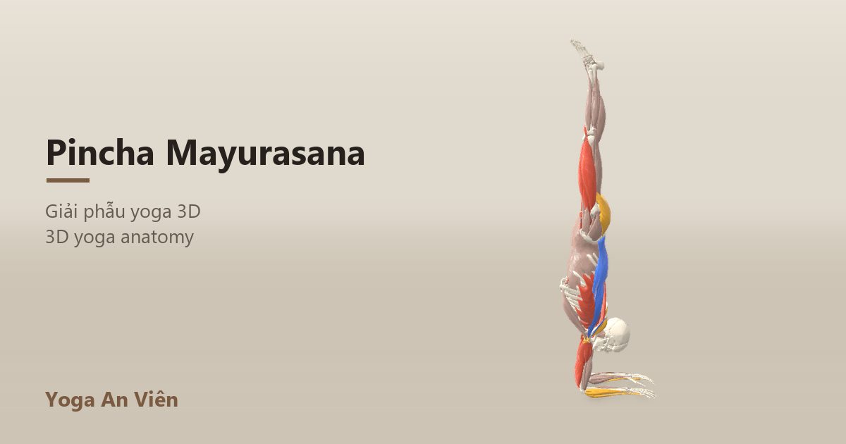 Mô hình giải phẫu 3D tư thế đứng bằng cẳng tay: cơ co màu đỏ, cơ giãn màu xanh, cơ giữ ổn định màu vàng