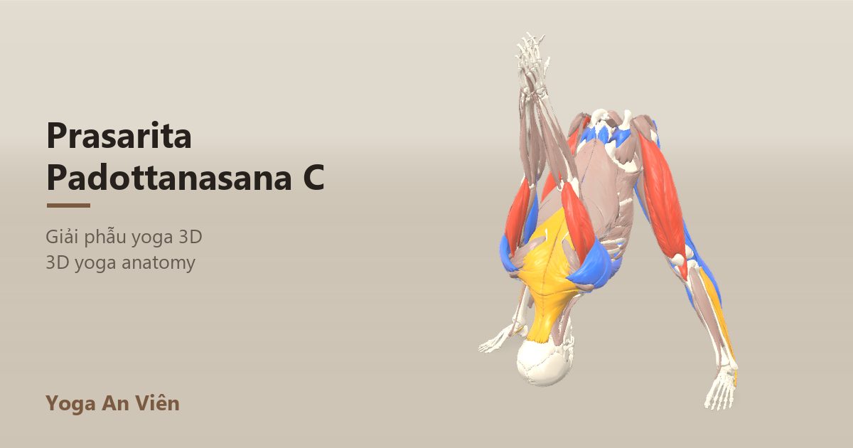 3D anatomy model of Wide-Legged Forward Bend C (Hands Clasped): working muscles in red, stretching in blue, stabilizing in yellow