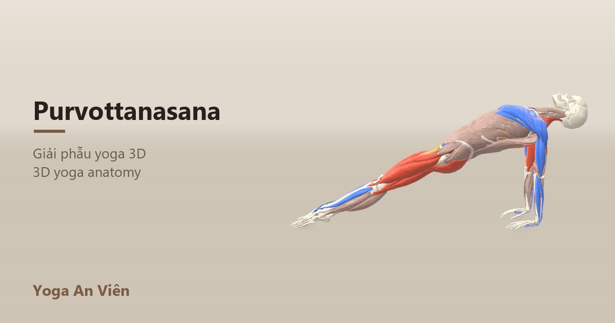 Mô hình giải phẫu 3D tư thế tấm ván ngửa: cơ co màu đỏ, cơ giãn màu xanh, cơ giữ ổn định màu vàng