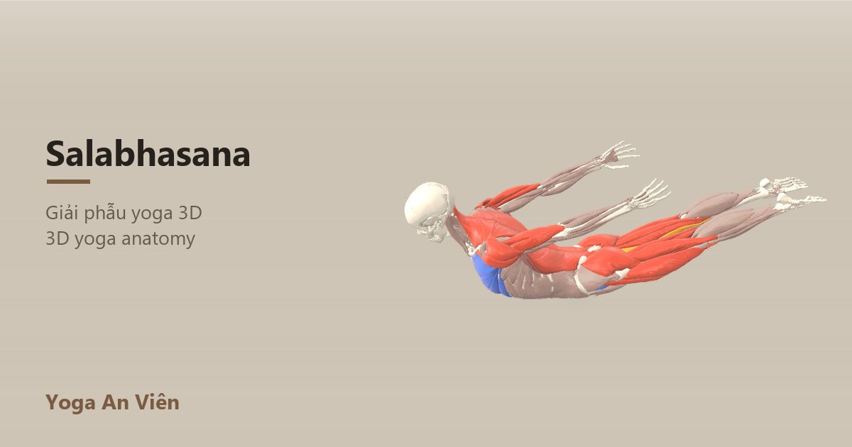 3D anatomy model of Locust Pose: working muscles in red, stretching in blue, stabilizing in yellow