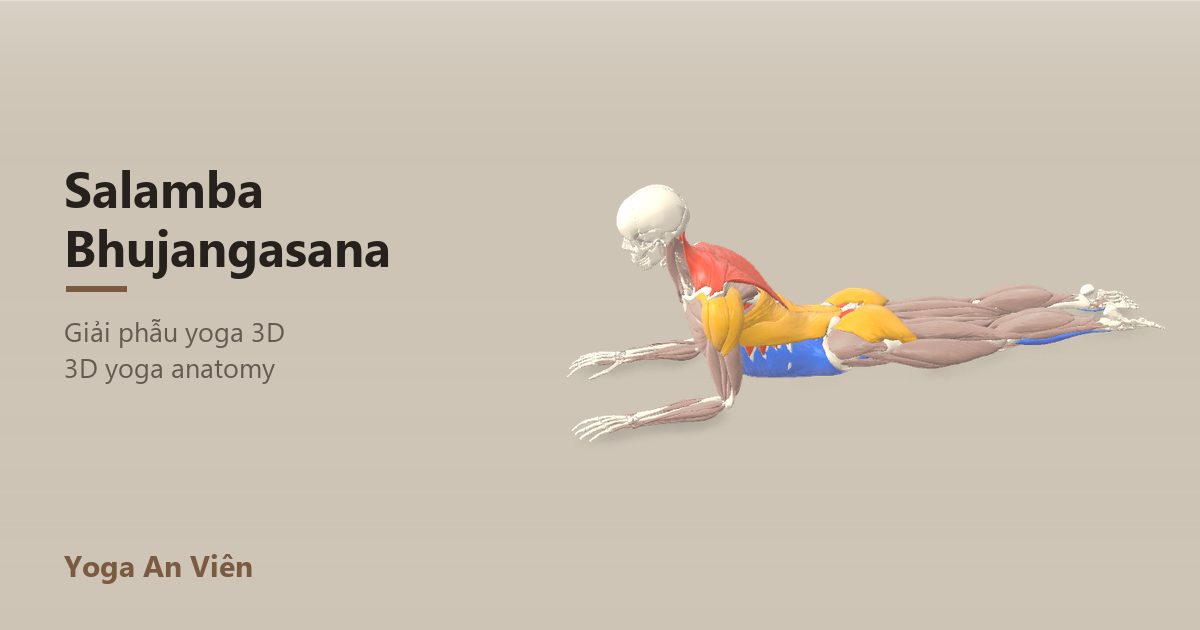 3D anatomy model of Sphinx Pose: working muscles in red, stretching in blue, stabilizing in yellow