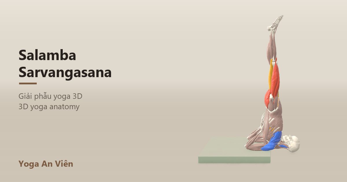 3D anatomy model of Supported Shoulderstand: working muscles in red, stretching in blue, stabilizing in yellow