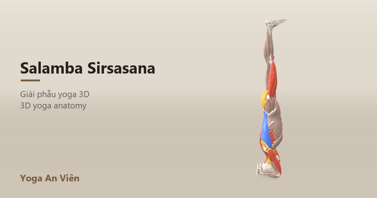 3D anatomy model of Supported Headstand: working muscles in red, stretching in blue, stabilizing in yellow