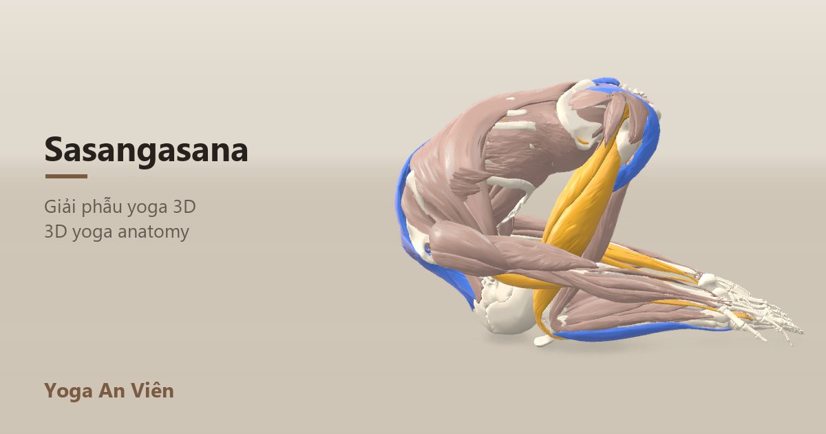 3D anatomy model of Rabbit Pose: working muscles in red, stretching in blue, stabilizing in yellow