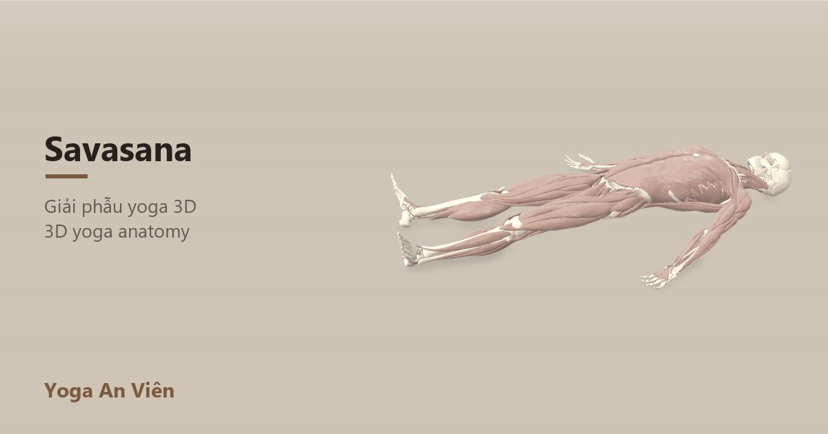 3D anatomy model of Corpse Pose: working muscles in red, stretching in blue, stabilizing in yellow