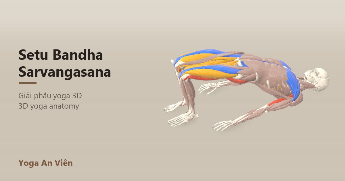 3D anatomy model of Bridge Pose: working muscles in red, stretching in blue, stabilizing in yellow