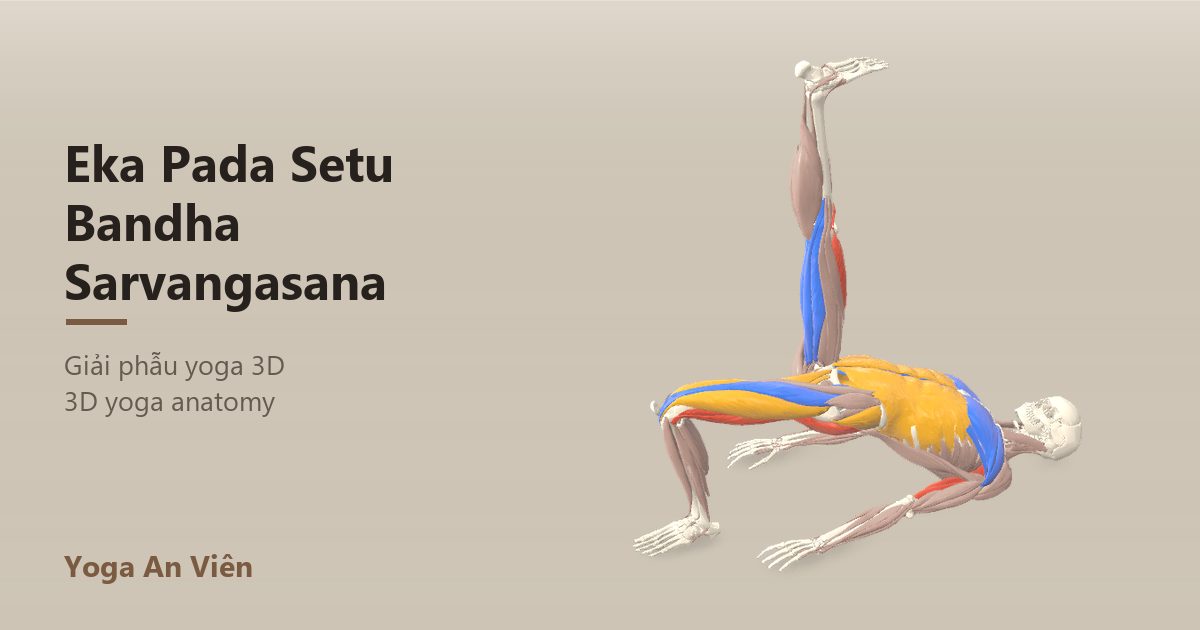 3D anatomy model of One-Legged Bridge Pose: working muscles in red, stretching in blue, stabilizing in yellow