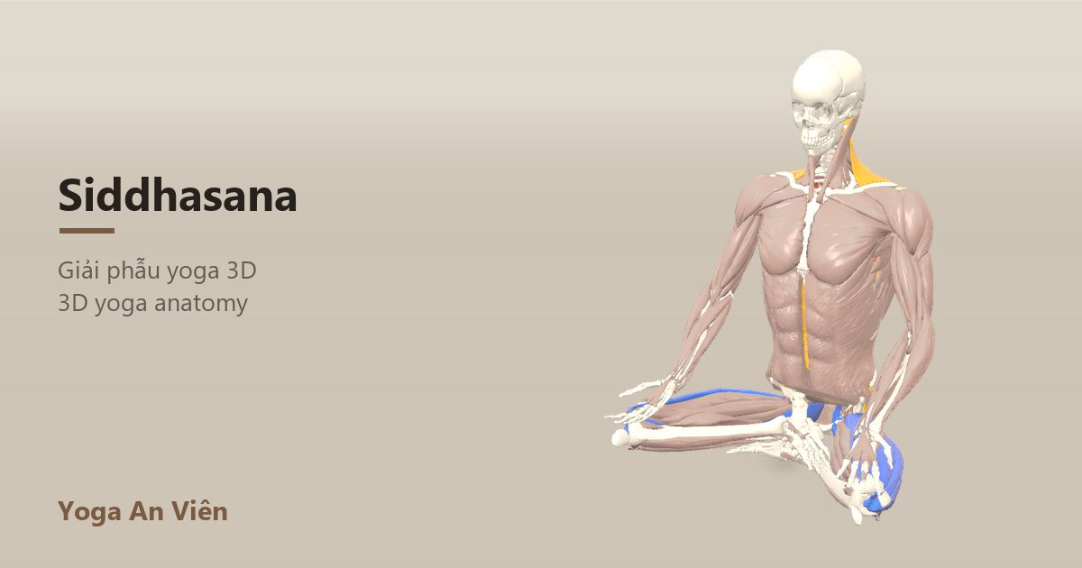 3D anatomy model of Accomplished Pose: working muscles in red, stretching in blue, stabilizing in yellow