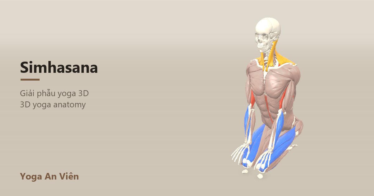 3D anatomy model of Lion Pose: working muscles in red, stretching in blue, stabilizing in yellow