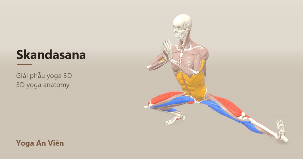 3D anatomy model of Side Lunge: working muscles in red, stretching in blue, stabilizing in yellow