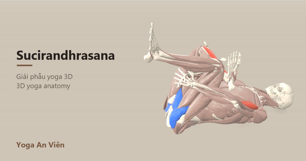 3D anatomy model of Eye-of-the-Needle Pose (Reclining Figure Four): working muscles in red, stretching in blue, stabilizing in yellow