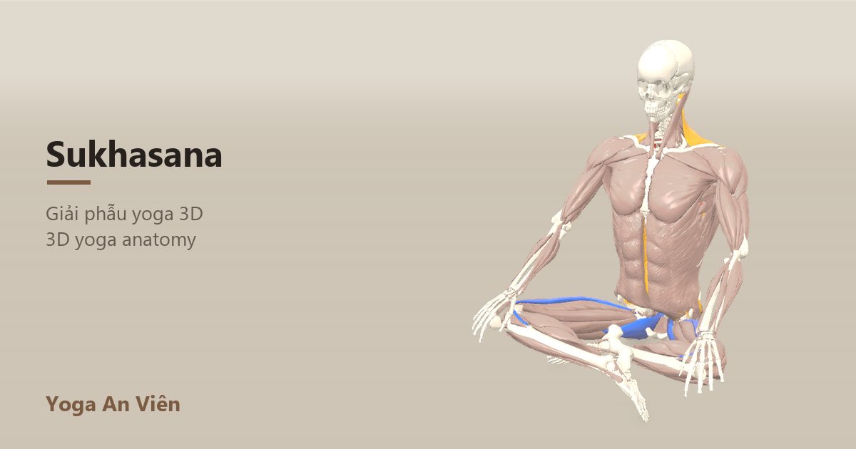 3D anatomy model of Easy Pose: working muscles in red, stretching in blue, stabilizing in yellow