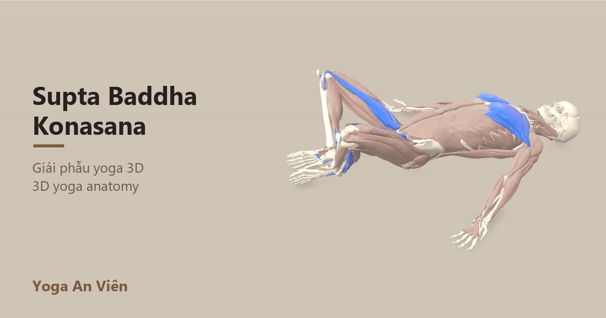 3D anatomy model of Reclining Bound Angle Pose: working muscles in red, stretching in blue, stabilizing in yellow