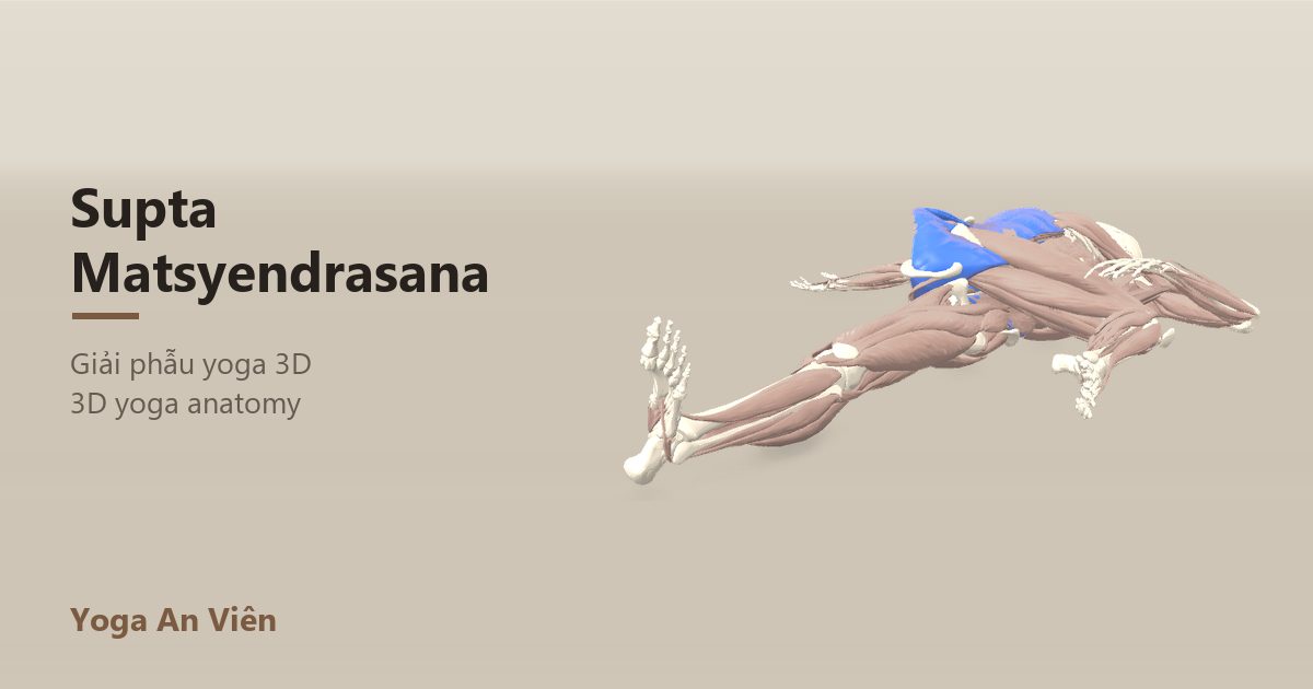3D anatomy model of Supine Spinal Twist: working muscles in red, stretching in blue, stabilizing in yellow