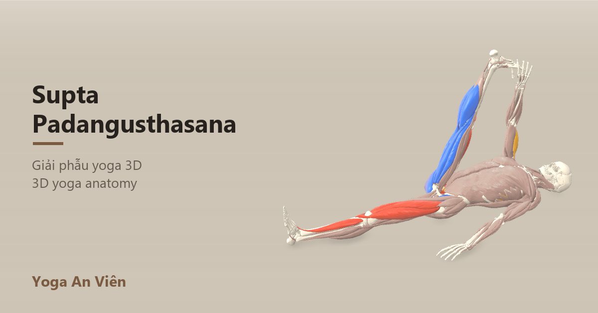 3D anatomy model of Reclining Hand-to-Big-Toe Pose: working muscles in red, stretching in blue, stabilizing in yellow