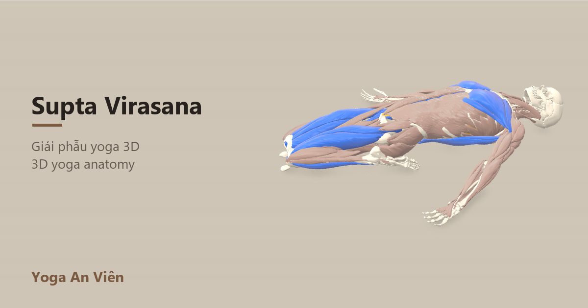 3D anatomy model of Reclining Hero Pose: working muscles in red, stretching in blue, stabilizing in yellow