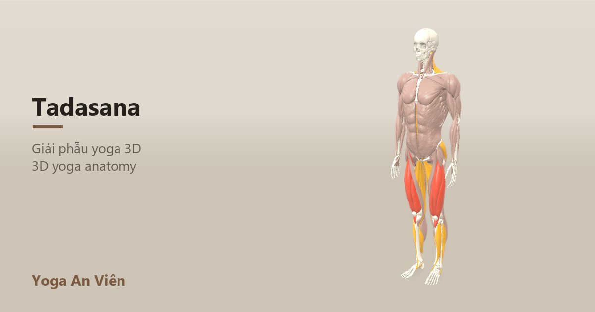 3D anatomy model of Mountain Pose: working muscles in red, stretching in blue, stabilizing in yellow